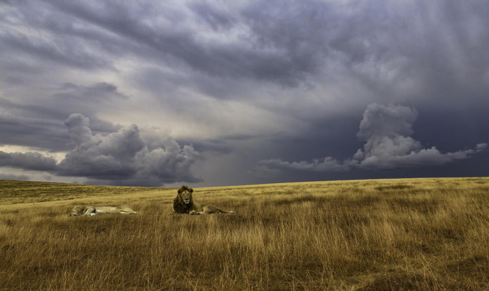 Lions in Serengeti National Park