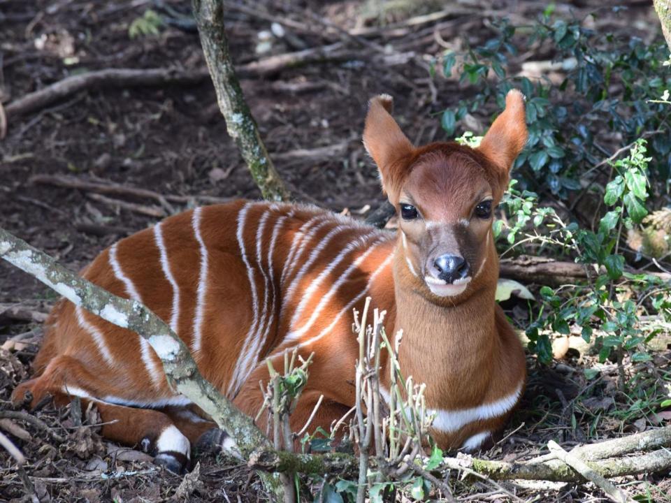 The newest member of the Mountain Bongo community at the Mount Kenya Wildlife Conservancy (Donald Bunge)