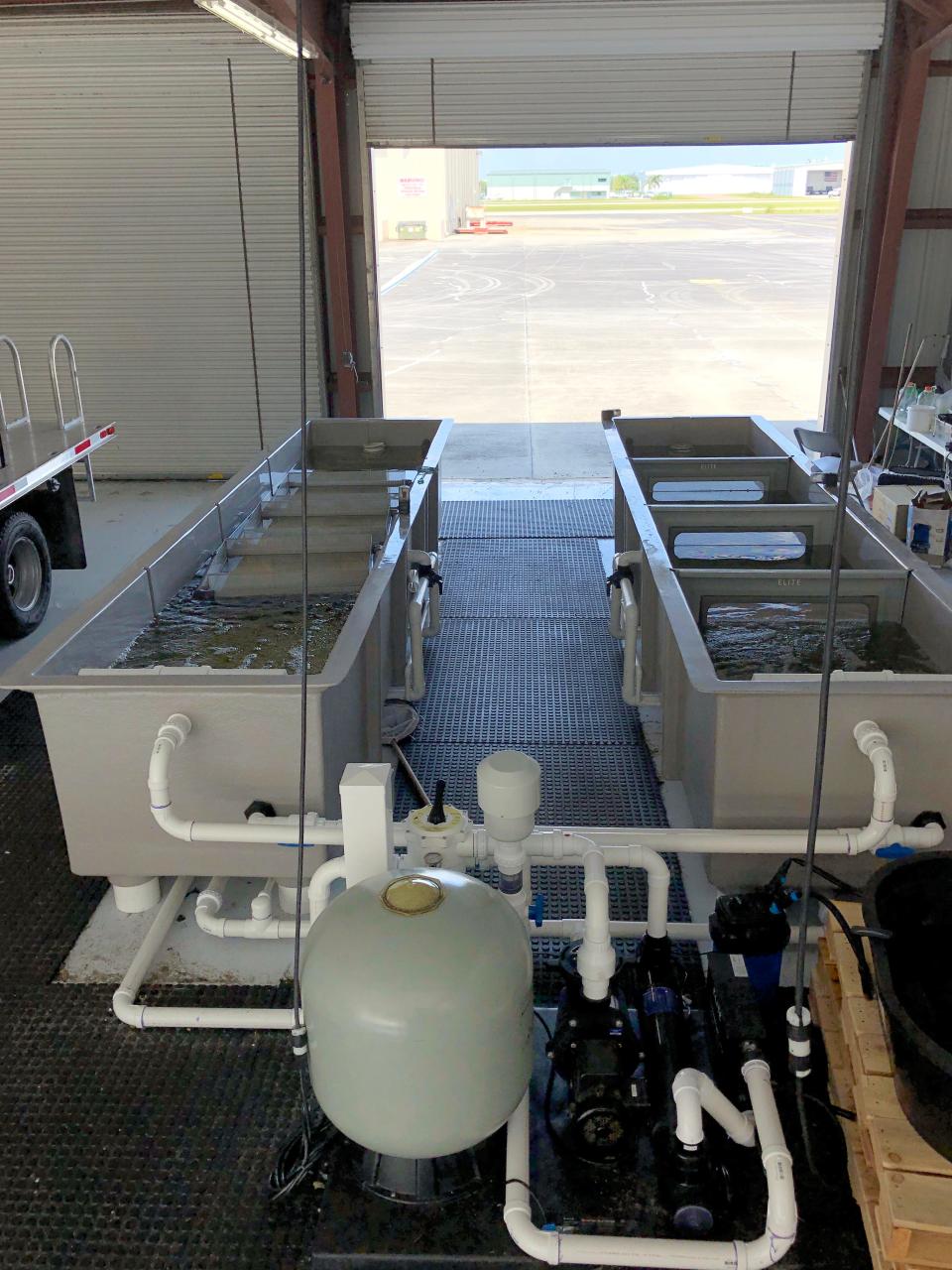 Two years ago, the Collier Mosquito Control District purchased two 800-gallon tanks to keep the mosquitofish (Gambusia holbrooki). Residents can obtain the fish at no charge by contacting the district office by phone or on their website.