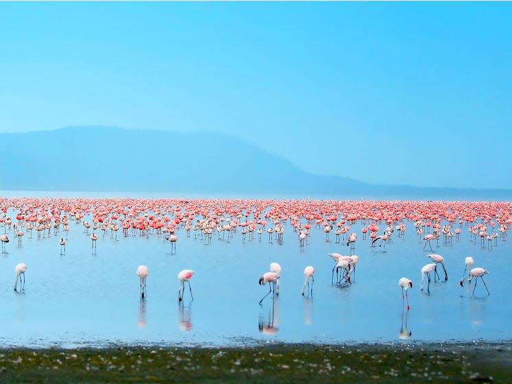 Lake Nakuru, Kenya