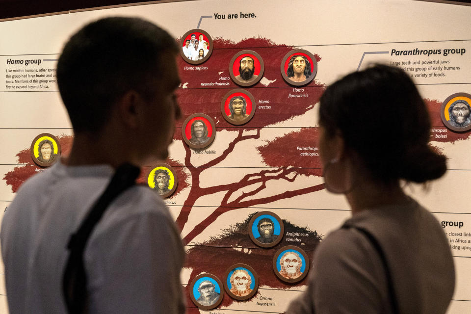 People visit the exhibits inside the Smithsonian Hall of Human Origins, Thursday, July 20, 2023, at the Smithsonian Museum of Natural History in Washington. DNA research has found that our Homo sapiens ancestors mated with Neanderthals and Denisovans long ago. (AP Photo/Jacquelyn Martin)