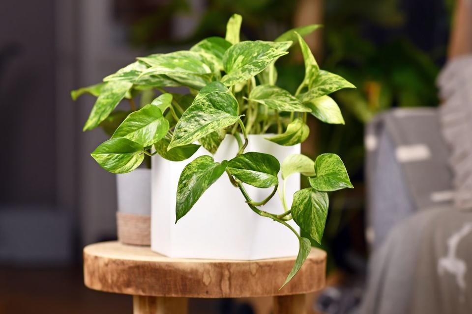 best bedroom plants pothos