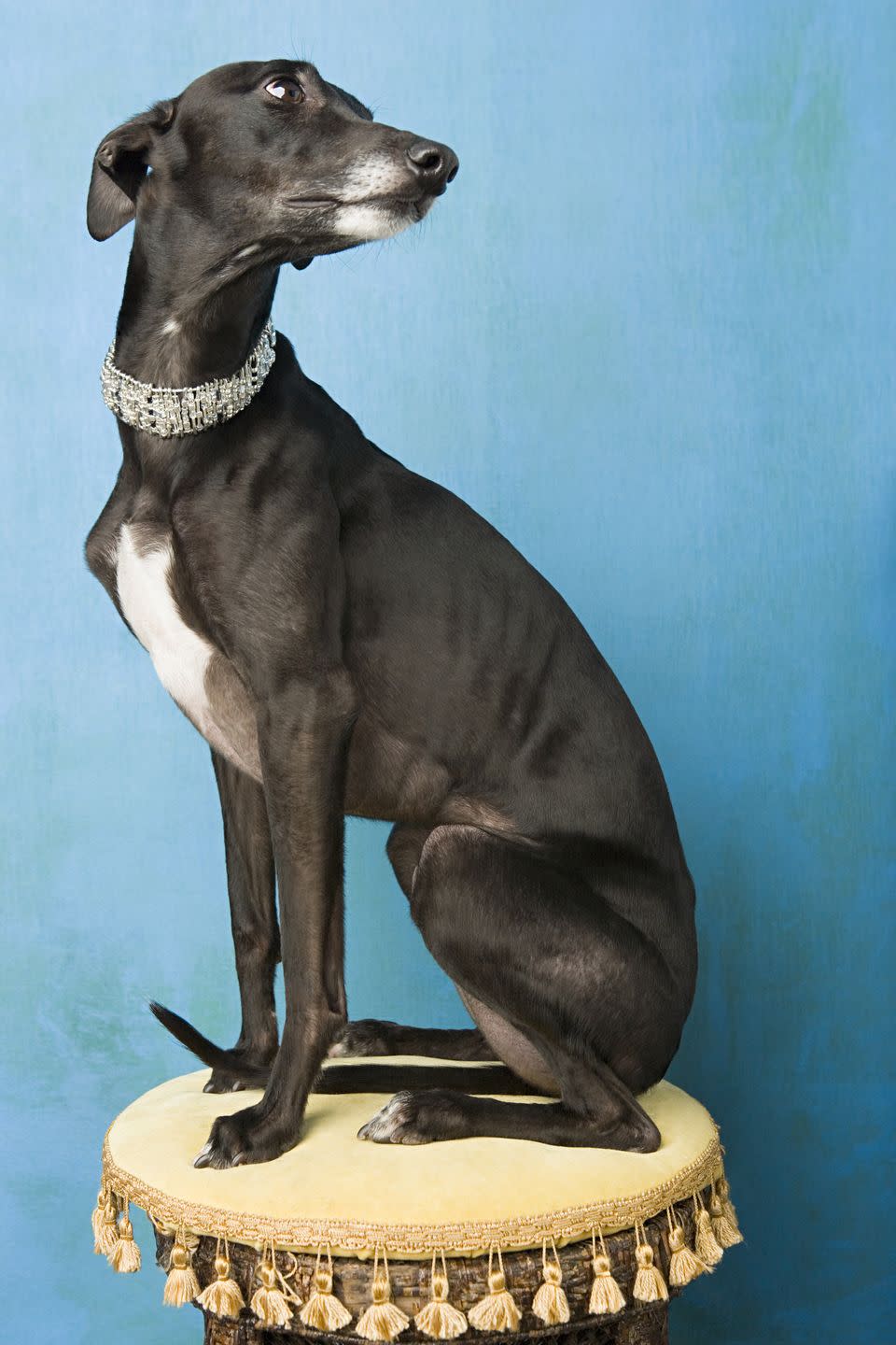 6) Whippet