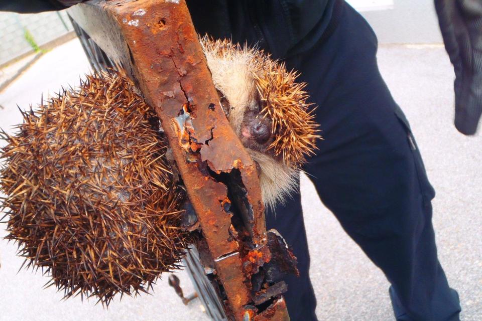 Firefighters in Austria rescue plump hedgehog wedged in a gate
