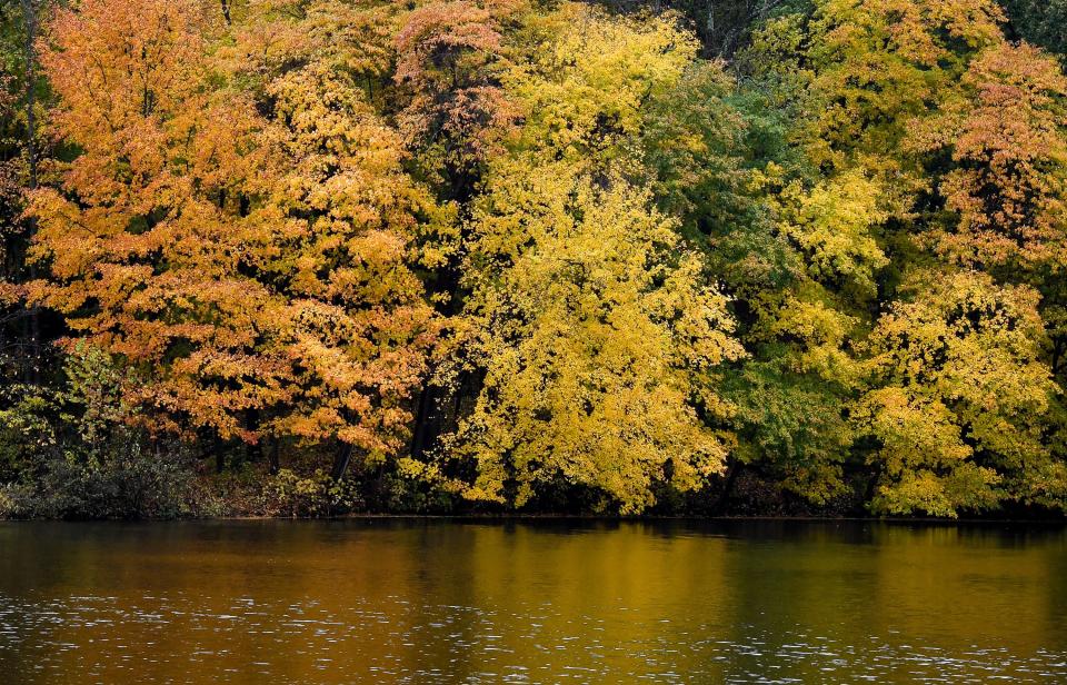 Fall leaves on a wet day at John James Audubon State Park Thursday, November 7, 2019.