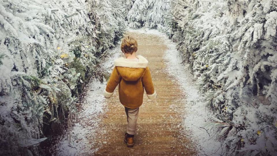 A young boy walking between white Christmas trees