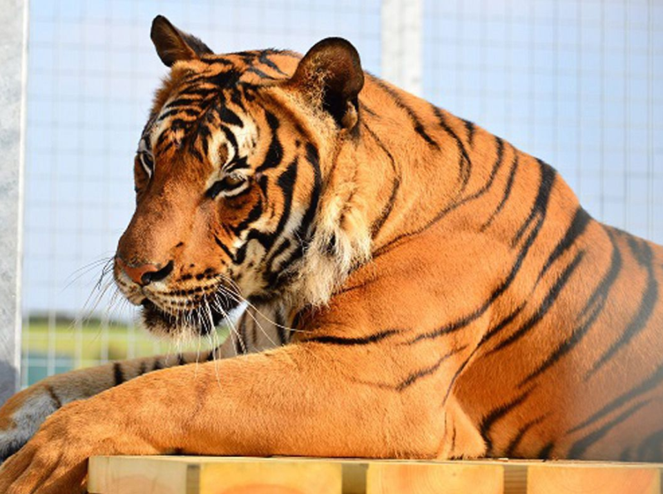 Photo of a tiger after one killed a zoo keeper at Hamerton Zoo Park in Cambridgeshire.