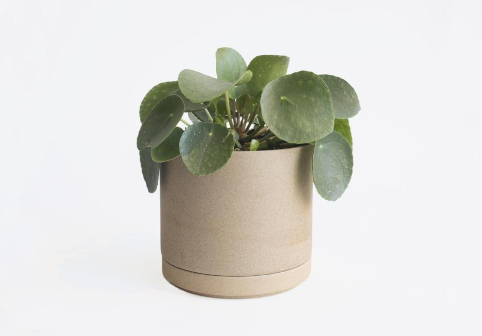 I recently bought a new planter for my <a rel="nofollow noopener" href="https://www.architecturaldigest.com/story/popular-houseplant-trends-spring-2018?mbid=synd_yahoo_rss" target="_blank" data-ylk="slk:pilea peperomioides;elm:context_link;itc:0;sec:content-canvas" class="link ">pilea peperomioides</a> because it needed a bigger home. (It's been taking off!) I love the whole Hasami Porcelain line because everything goes so well together, and you can mix and match the pieces (lids can also be coasters, plates can be saucers, etc.). I have a mug in this color, too, and I hope to have a whole collection of their pieces someday. These planters are new to their collection, and it’s such a smart idea. I always try to get planters with holes in the bottom for drainage, and this one comes with a saucer to catch the water. I think it adds a nice subdued, organic sophistication to my shelf of plants. The best part about getting new planters is you can switch your plants around and you usually end up with an extra for a new plant! <strong>—Wes, designer</strong><br> <a rel="nofollow noopener" href="https://theprimaryessentials.com/products/hasami-large-planter-natural" target="_blank" data-ylk="slk:SHOP NOW;elm:context_link;itc:0;sec:content-canvas" class="link ">SHOP NOW</a>: Large Natural planter by Hasami Porcelain, $45, theprimaryessentials.com