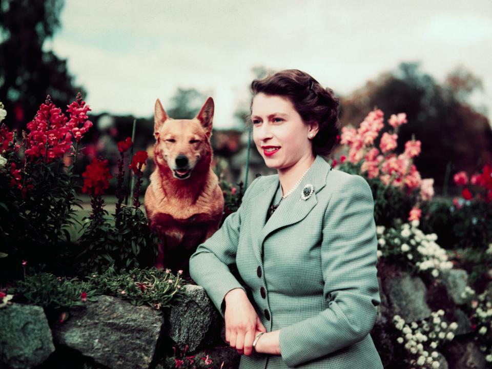 Queen Elizabeth II and one of her corgis in 1952