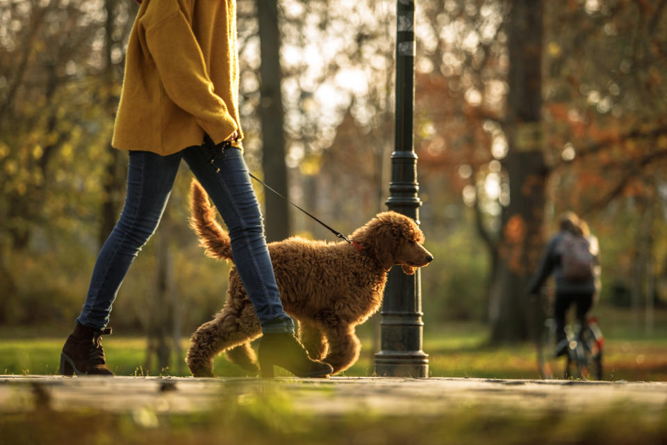 Ein Hund beim Gassi gehen - warum eigentlich ausgerechnet 