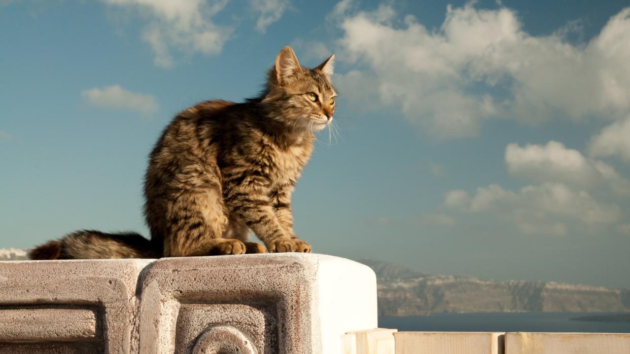  Cat poses elegantly on top of a wall in the Greek island of Santorini. 