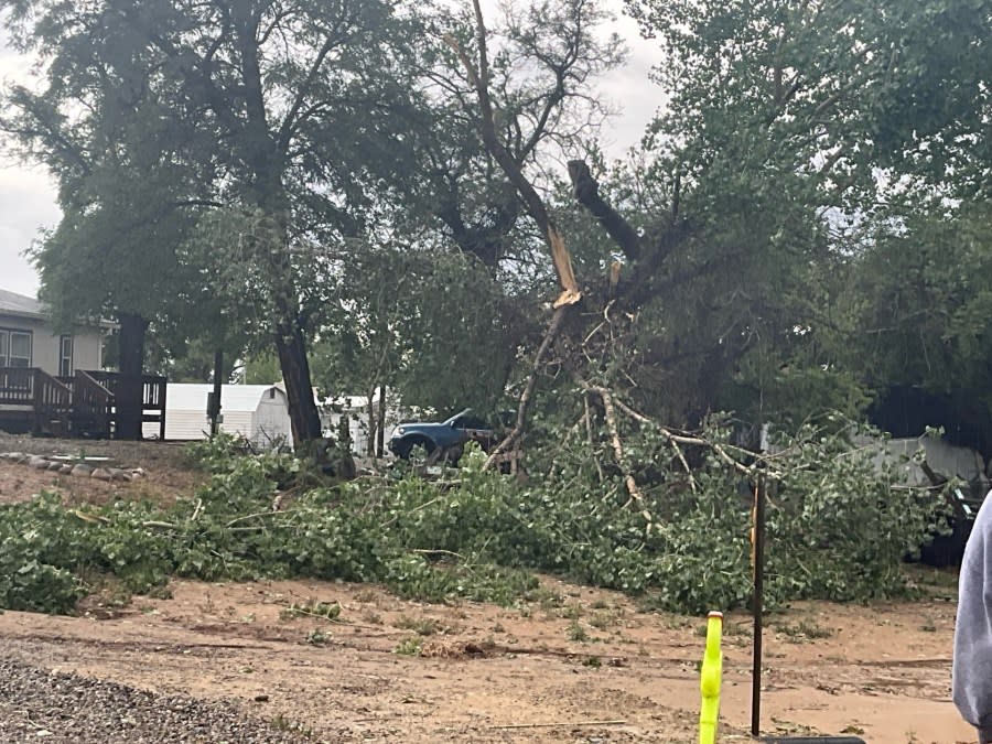 <em>June 22, 2024: A tree is torn up by weather near Bloomfield, NM | Photo by Damian Martinez</em>