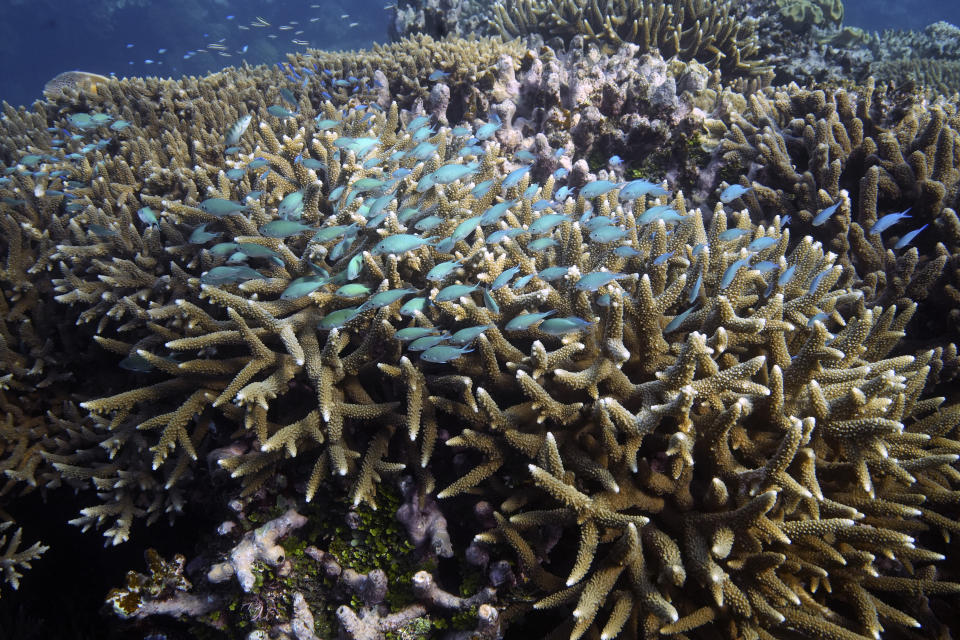 FILE - A school of fish swim above corals on Moore Reef in Gunggandji Sea Country off the coast of Queensland in eastern Australia on Nov. 13, 2022. United Nations members gather Monday, Feb. 20, 2023, in New York to resume efforts to forge a long-awaited and elusive treaty to safeguard the world's marine biodiversity. (AP Photo/Sam McNeil, File)