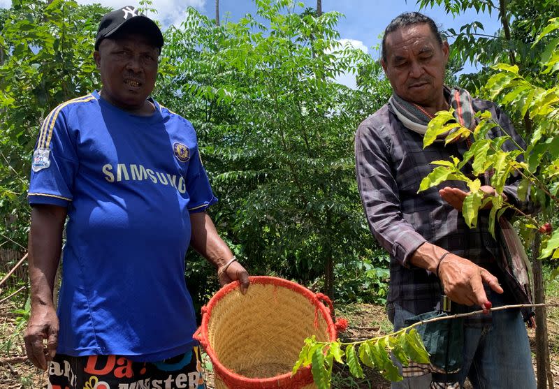 Randriamampionina, farmer and coffee grower and Jacques Ramarlah, a farmer and agricultural entrepreneur pick coffee berries during harvest in Amparaky village in Ampefy town of Itasy region