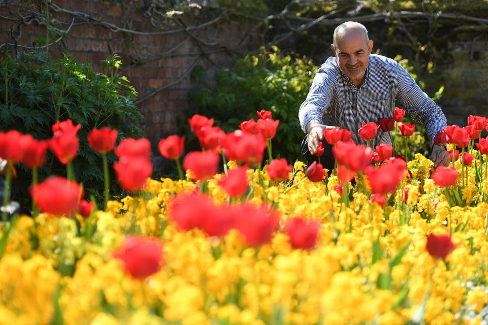 Gardens and Estates Operations Manager Graham Dillamore tends to wallflowers and tulips in the Pond Garden at Hampton Court Palace, in south west London, which has been temporarily closed while the UK remains in lockdown during the coronavirus pandemic.