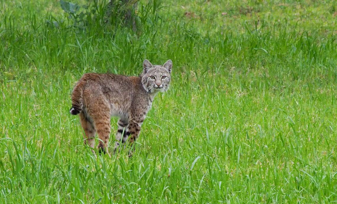 Bobcats are double the size of domestic cats and are identified by their distinct black spotting, Florida wildlife officials said. Lori Ayre via Unsplash