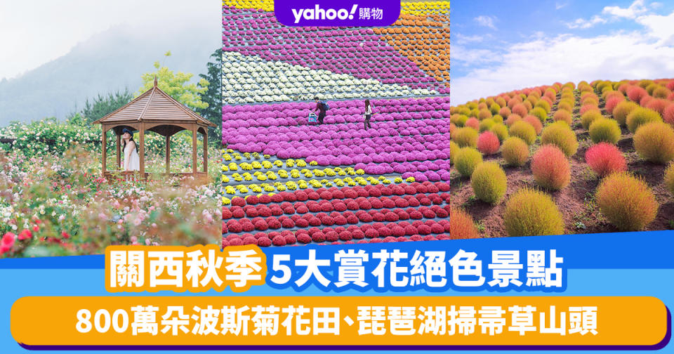 日本旅遊｜關西秋季5大賞花絕色景點！800萬朵波斯菊花田、琵琶湖掃帚草山頭、圓碌碌夢幻盆菊花圃、高海拔玫瑰園