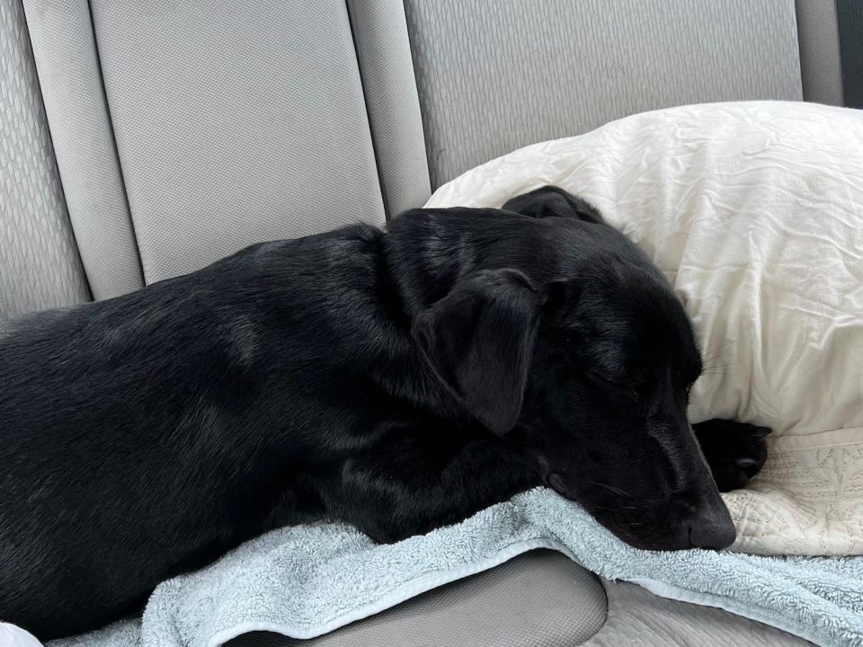 A dog sleeps on a pillow and towel in the backseat of a car.