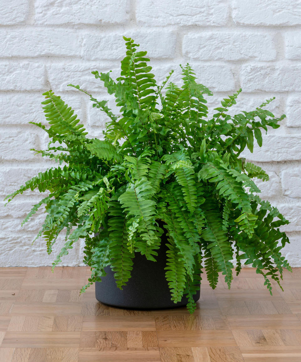 6. Boston fern (Nephrolepis exaltata)