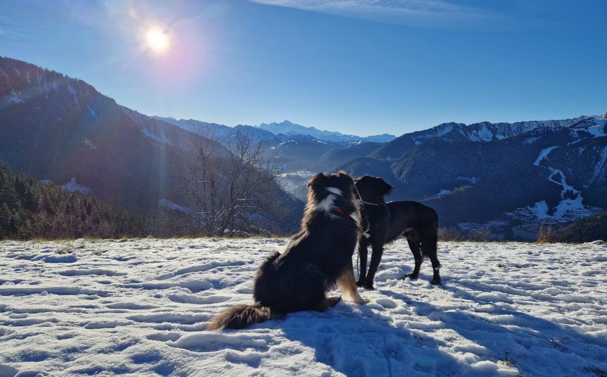 Dogs on snow in Morzine France