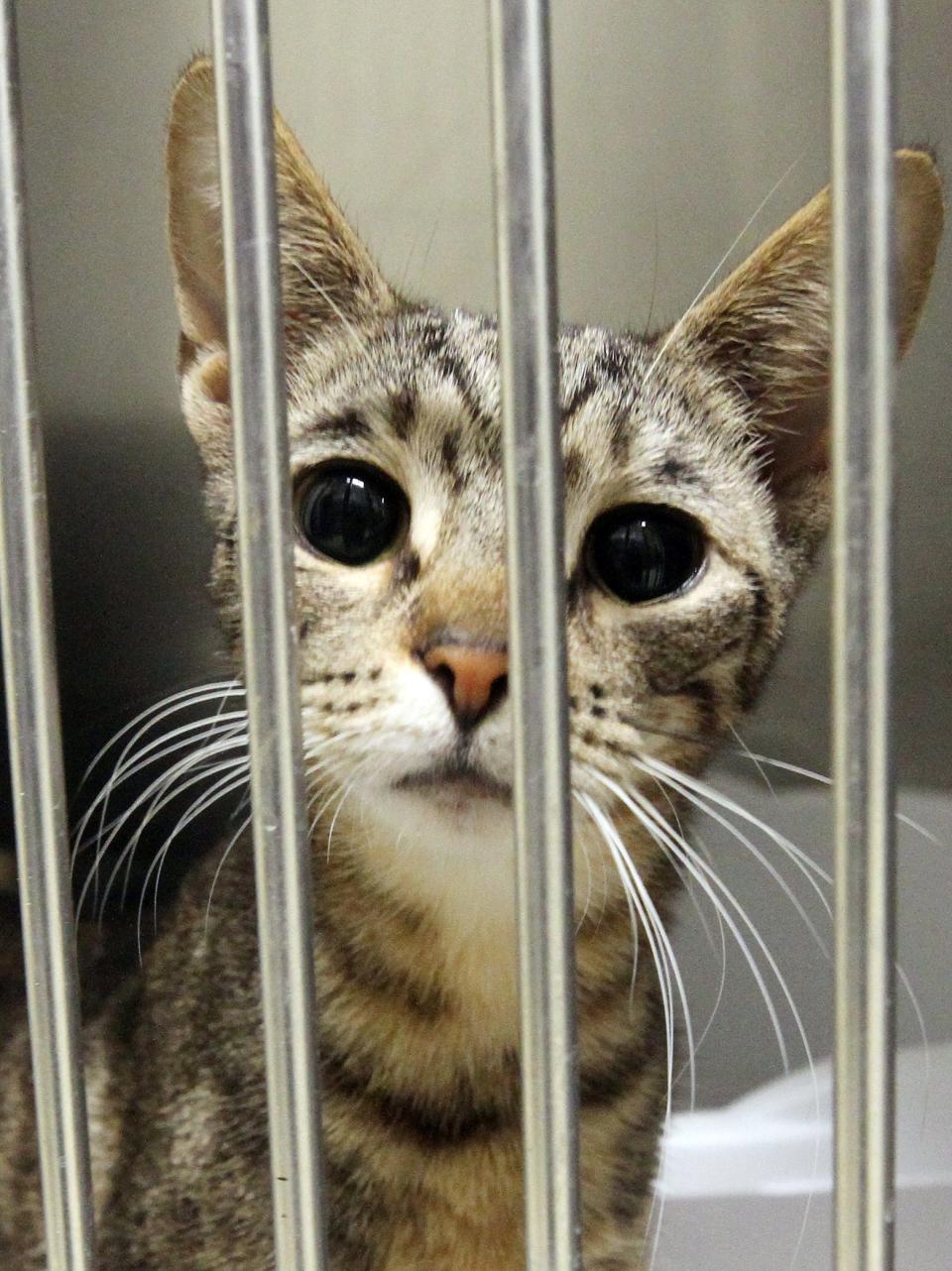 Some of the cats that were found in a Yorktown home are now up for adoption at the SPCA Westchester in Briarcliff Feb. 3, 2023. 