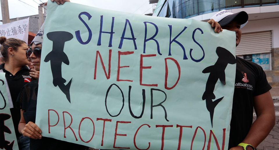 Shark numbers are rapidly decreasing around the world. Source: Getty (File)
