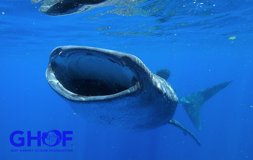 Whale shark Rio has been carrying satellite tags since 2007 and has taught researchers a great deal about the movements of her species.