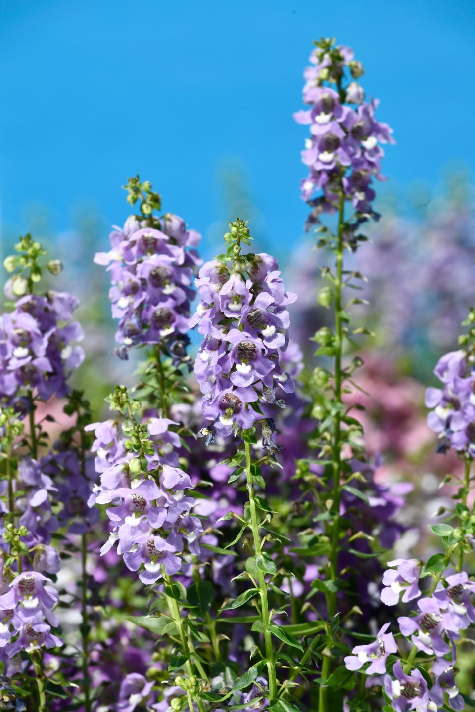 香港好去處｜香港花卉展覽3.15維園開催！香彩雀成主題花、設園林造景+花藝擺設、長者平日免費入場｜附開放時間+票價