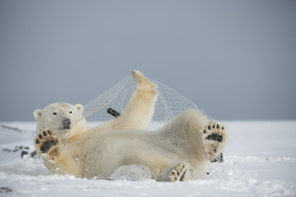 This polar bear is having fun with a fishing net, but this also indicates how much humans have damaged nature (Steven Kazlowski/Barcroft Media/Barcroft Media via Getty Images)