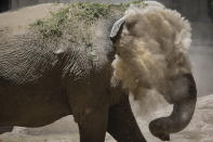 In this Monday Jan. 13, 2020 photo, Asian elephant Mara dusts herself inside the former city zoo now known as Ecopark in Buenos Aires, Argentina. Mara will leave her enclosure and be moved to a special sanctuary in Brazil, but before her trip to the neighboring country expected to take place in March, the 55-year-old is undergoing a training process to prepare her for confinement during the 2,500 kilometers road trip, that will last two or three days. (AP Photo/Daniel Jayo)