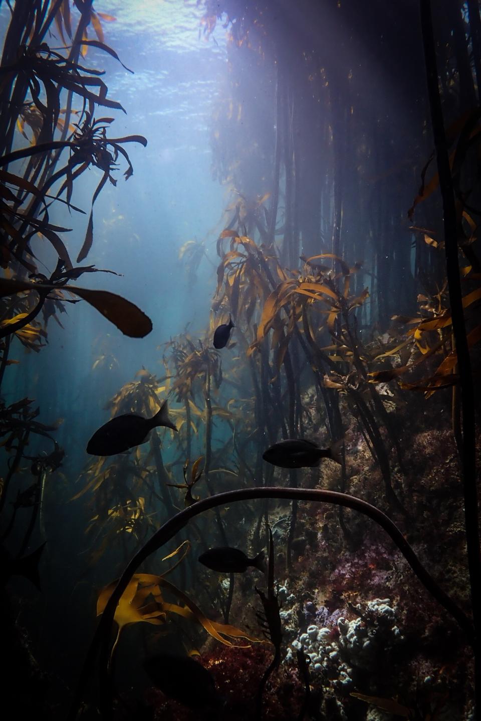 Fish swim in the Great African Sea Forest (Pippa Ehrlich / Copyright The Sea Change Project)