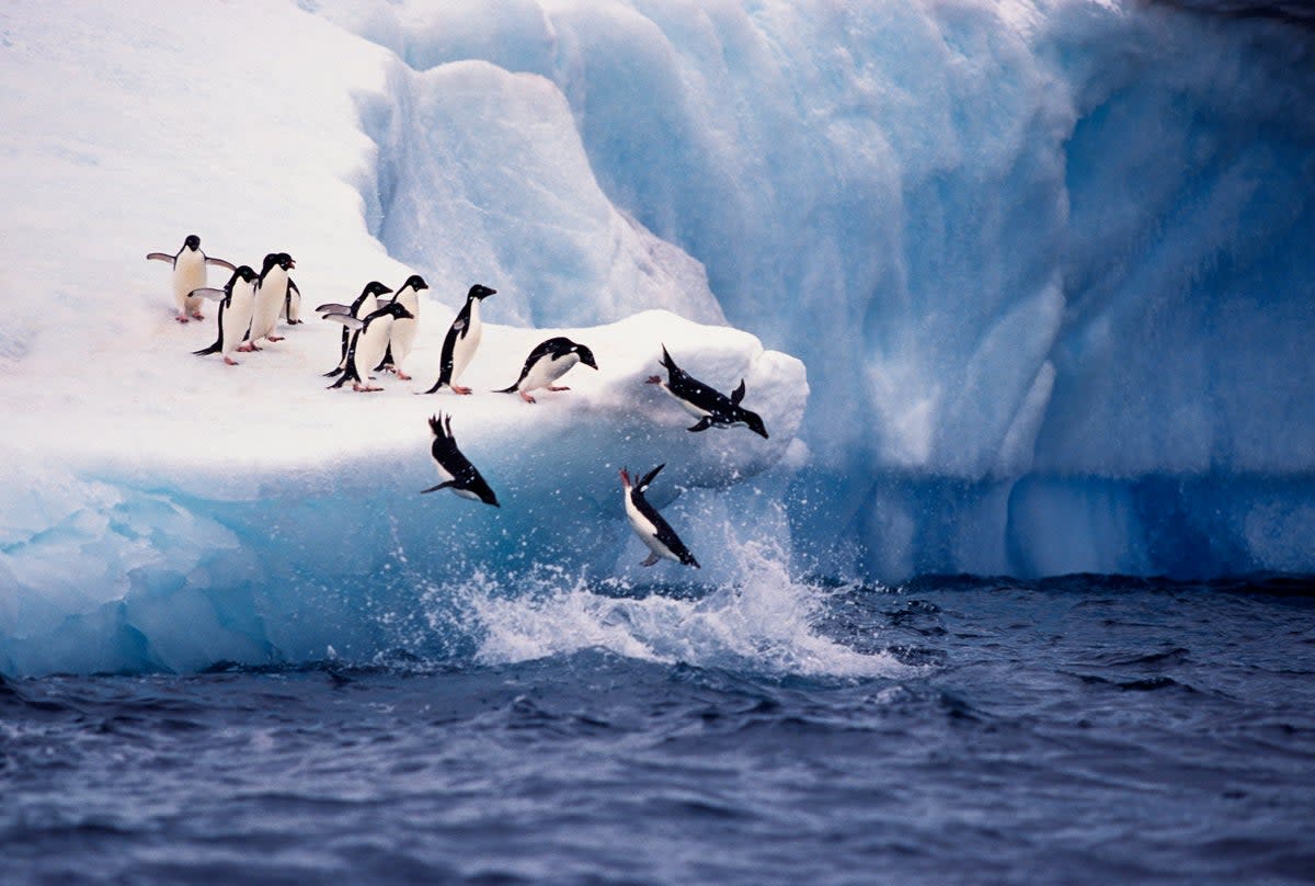 Prepare to take a polar plunge into the icy waters of the Antarctic Peninsula (Getty Images)