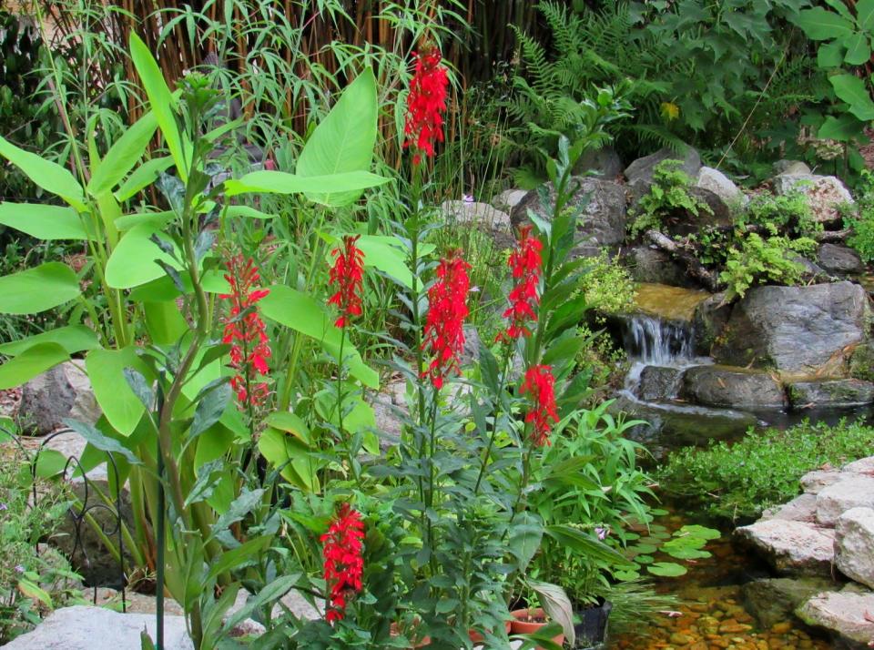 Plants native to North Florida enhance this backyard pond. Lush green leaves of alligator flag at left; cardinal flower blooming at center.