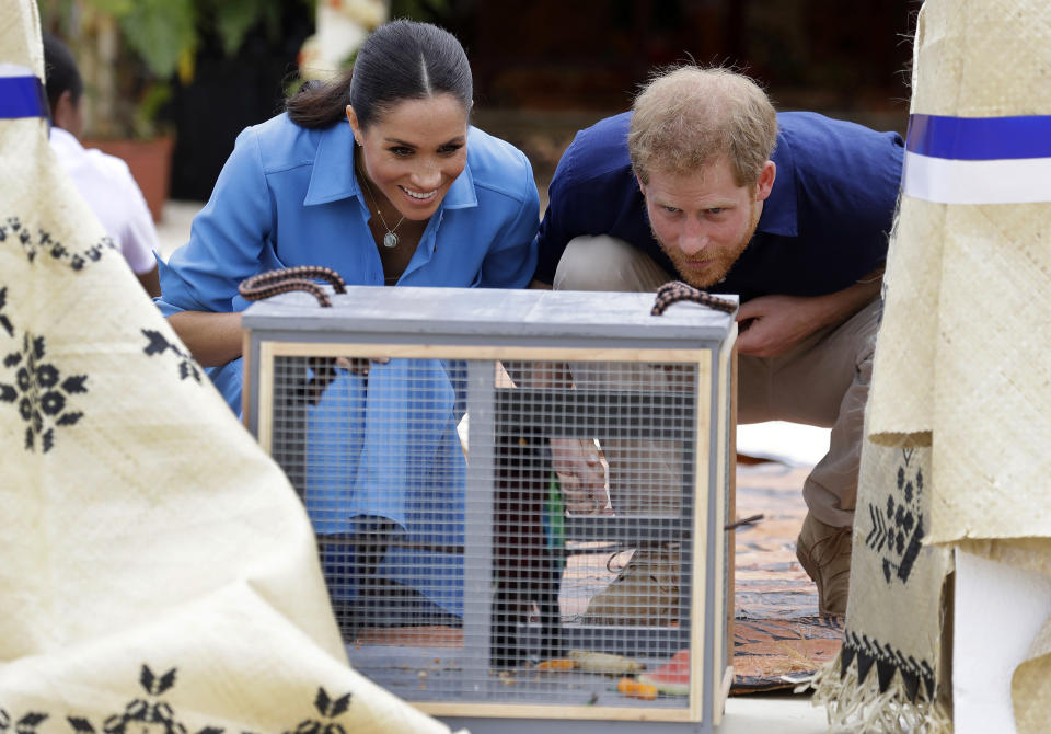 Britain's Prince Harry and Meghan, Duchess of Sussex look at a parrot during a visit to Tupou College in Tonga, Friday, Oct. 26, 2018. Prince Harry and his wife Meghan are on day 11 of their 16-day tour of Australia and the South Pacific. (AP Photo/Kirsty Wigglesworth, Pool)