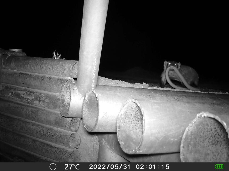 A badger holds a snake in its mouth, seen on a night camera in Iowa Park.