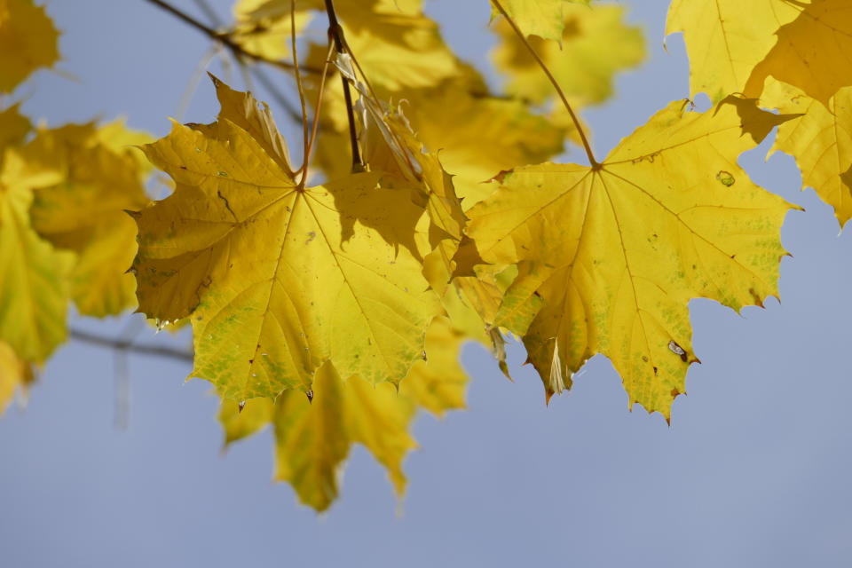 Ahorn, gelbes Herbstlaub an einem Baum (Bild: Getty Images).