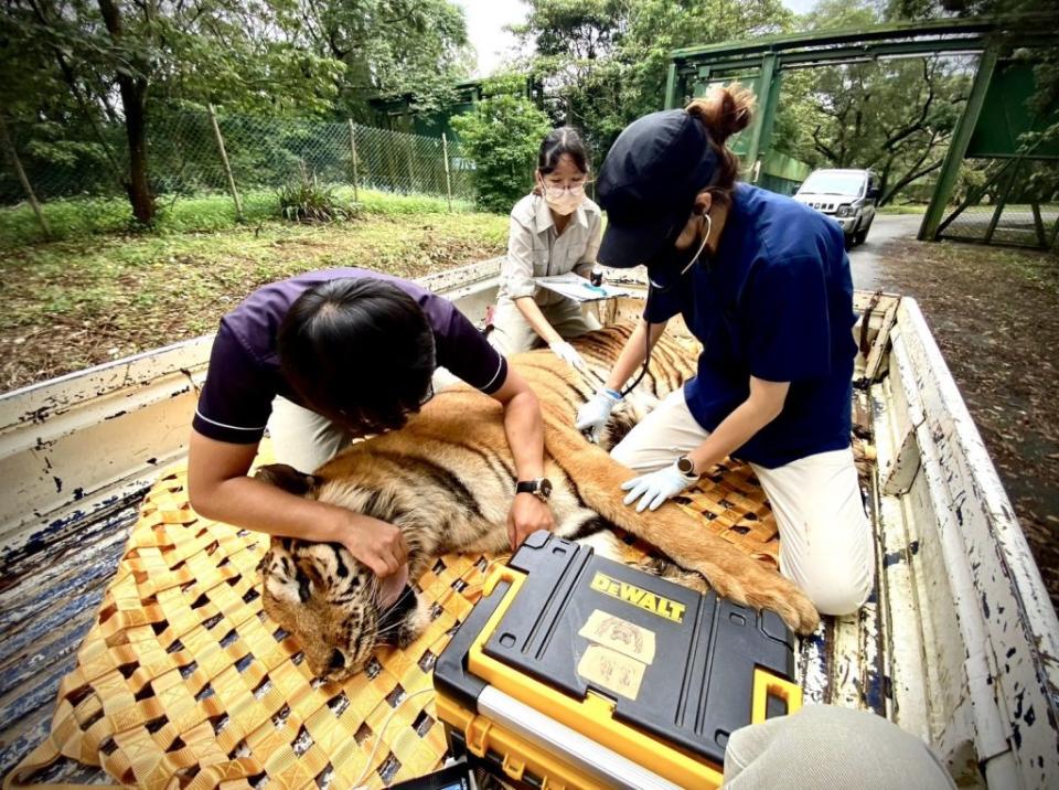 六福村動物準備遷移前，獸醫們忙著麻醉孟加拉虎，並為其做最後檢查。（六福村提供）