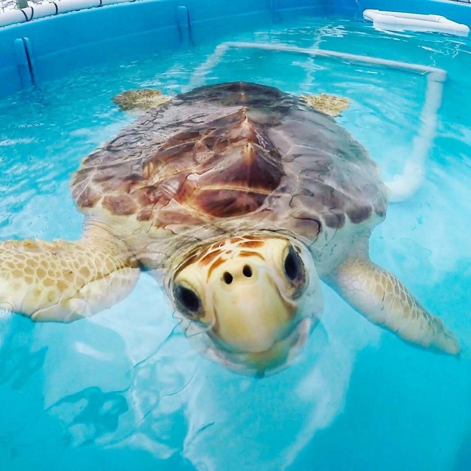 The Turtle Hospital is the world&rsquo;s first licensed veterinarian hospital dedicated entirely to serving turtles. (Photo: Turtle Hospital/Facebook)