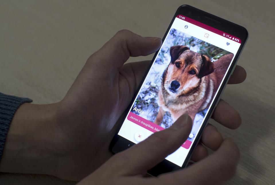 In this photo taken on Thursday, Jan. 31, 2019, A man looks at a mobile phone app that helps people find dogs in animal shelters in Vilnius, Lithuania. A group of enthusiasts have launched the app that helps match aspiring dog owners with stray dogs. (AP Photo/Mindaugas Kulbis)