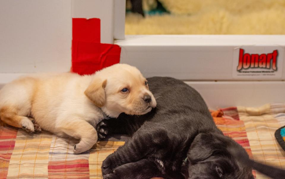Aspiring NEADS service dogs like these puppies will be born at the new breeding center.