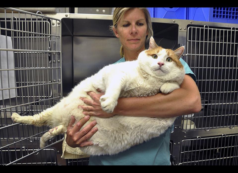 This Thursday, April 19, 2012 photo provided by the Santa Fe Animal Shelter veterinarian Dr. Jennifer Steketee holds Meow, a 2-year-old tabby at the shelter in Santa Fe, N.M.  Meow, arrived at the shelter weighing in at over 39 pounds, after his elderly owner could no longer care for the feline. The shelter plans to put the cat on a special diet so he can lose weight gradually. Adult cats typically weigh between 7 and 12 pounds. (AP Photo/Santa Fe Animal Shelter, Ben Swan)