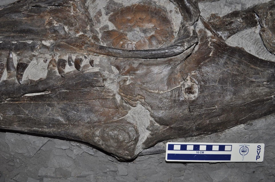 Look just to the right of the center of this skull to see where another mosasaur left a tooth in the jaw of this mosasaur. <cite>Courtesy of the Royal Tyrrell Museum of Palaeontology</cite>