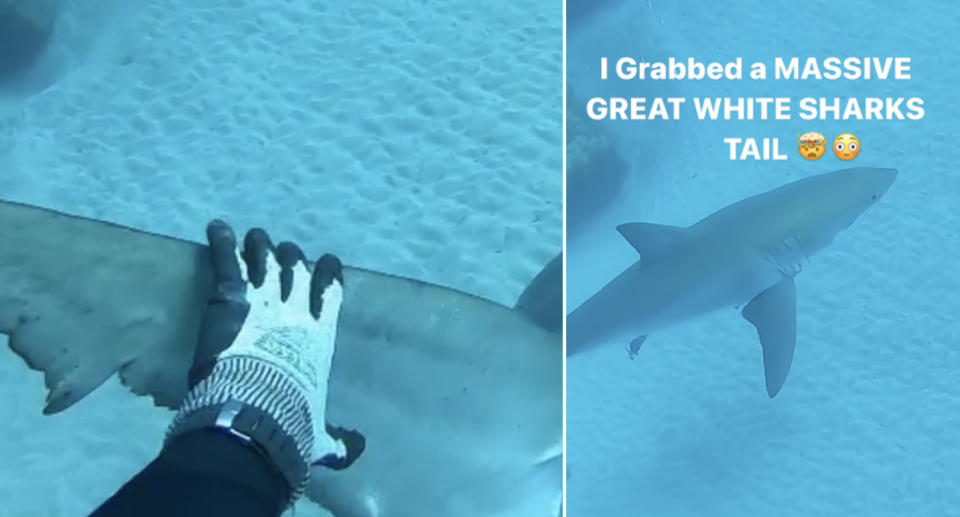 Free diver Nick Bailey grabs the tail of a great white shark.