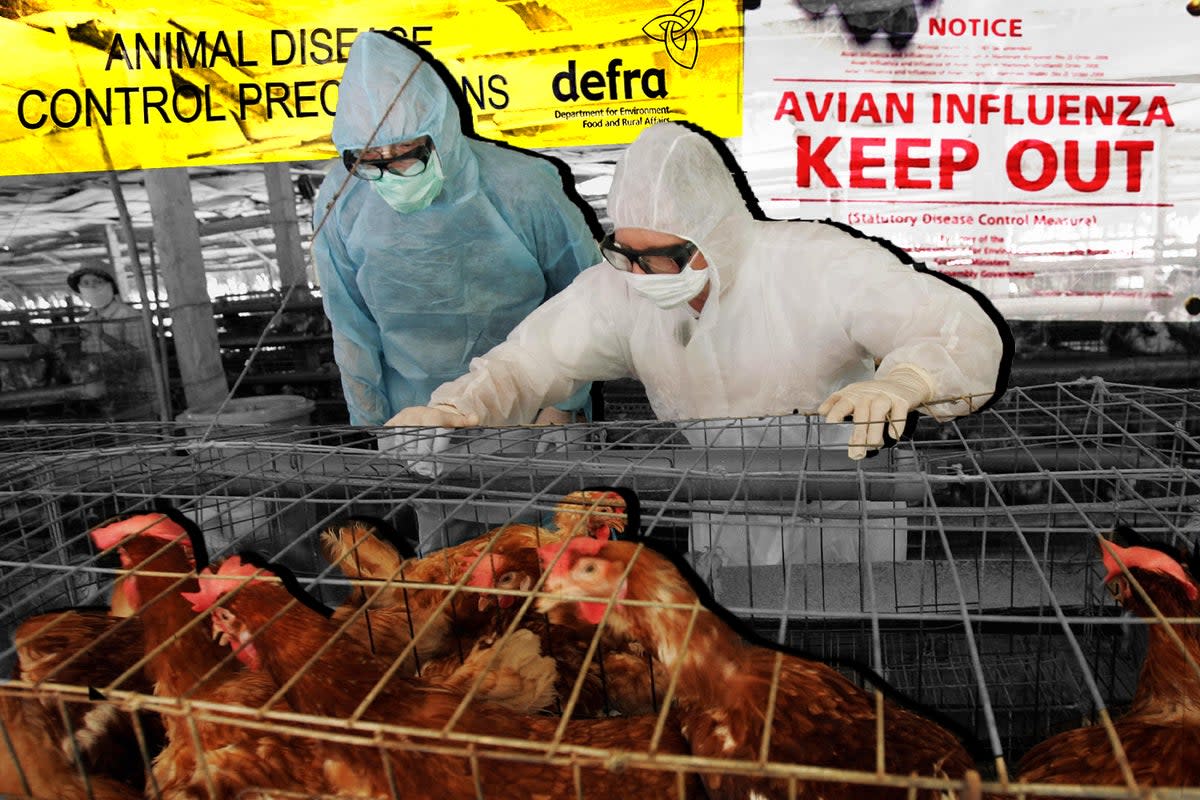 Avian flu is capable of crossing over to humans  (ES)