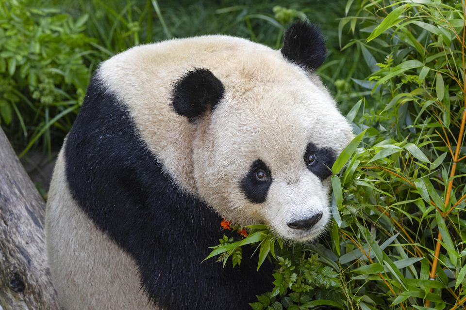 This photo provided by the San Diego Zoo Wildlife Alliance shows giant panda Yun Chuan, a nearly five-year-old male panda, Wednesday, July 3, 2024, in San Diego. The pandas, Yun Chuan and Xin Bao, are not on public display yet but the San Diego Zoo Wildlife Alliance on Tuesday, July 9, 2024, released the first photos of the pair settling into their habitat. (Ken Bohn/San Diego Zoo Wildlife Alliance via AP)