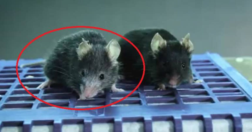 兩隻同一窩出生的實驗小鼠，一隻（紅圈）看起來外觀蒼老、另一隻居然年輕有活力。（圖／翻攝自@davidasinclair推特）