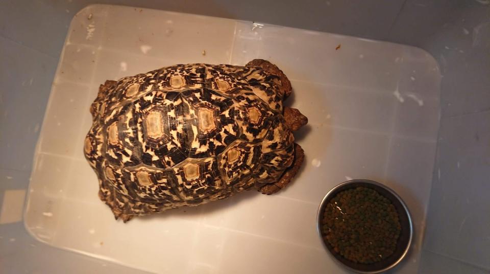 豹紋陸龜龜殼有美麗花紋。   圖：新北市動保處提供