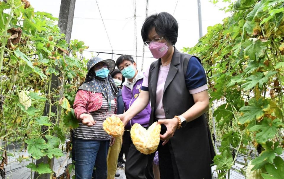 圖說彰化縣長王惠美到永靖鄉勘查苦瓜受損情形。(記者吳東興攝)