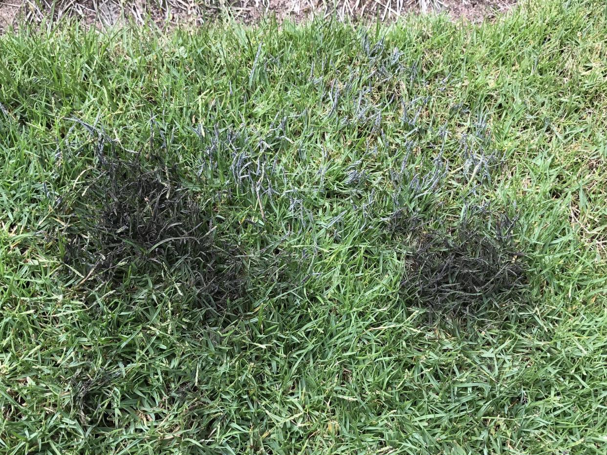 FILE - The black spots on your lawn are a fungi commonly known as slime mold. It disappears with the arrival of summer temperatures.