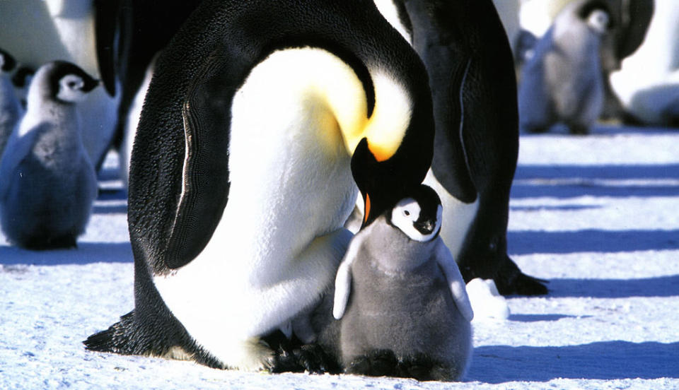 50 Documentary Gallery 2011 March of the Penguins